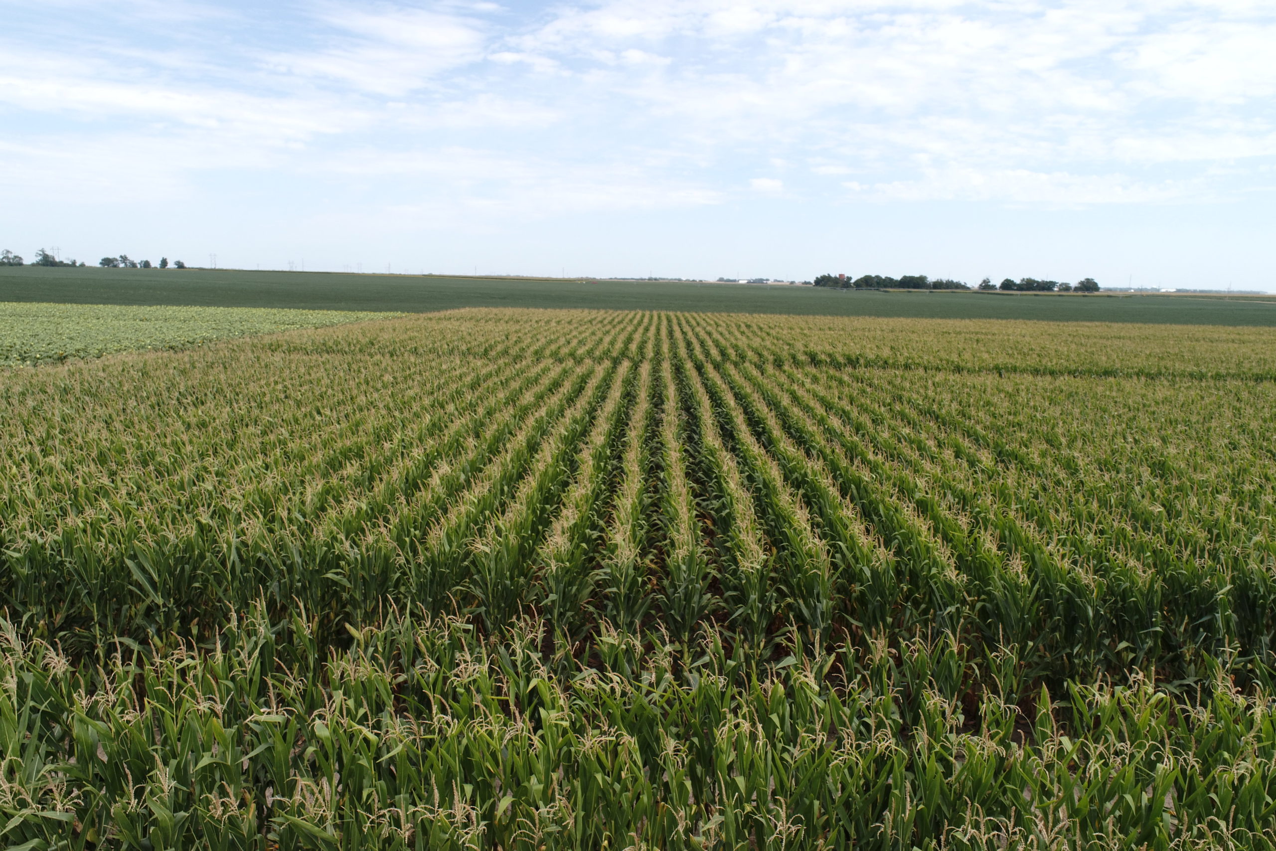 Corn field rows stretching to the horizon